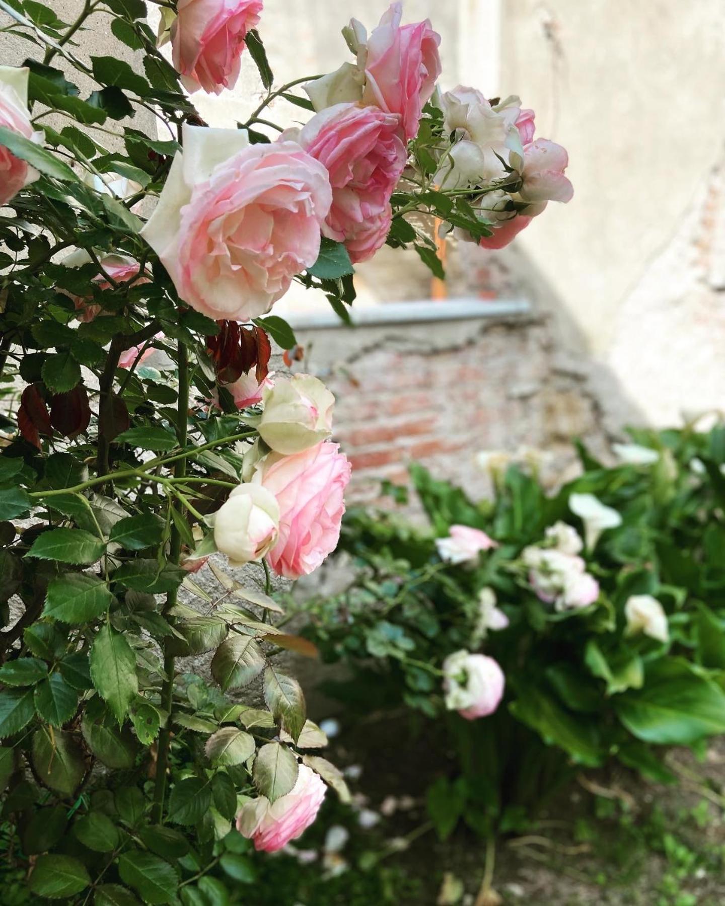 Victoria House B&B 피사 외부 사진